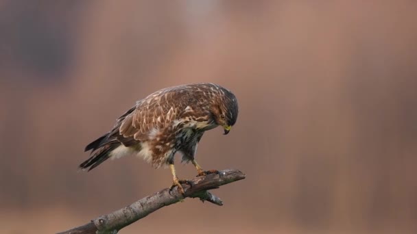 Κοινό Buzzard Buteo Buteo Close — Αρχείο Βίντεο