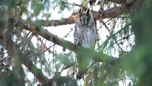Long Eared Owl Asio Otus Close — Stock Video