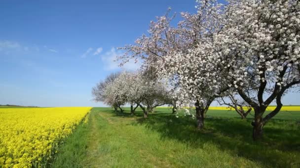 Belle Journée Printemps Dans Verger Cerisiers — Video