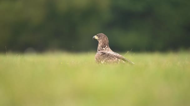 Buizerd Buteo Buteo Close — Stockvideo