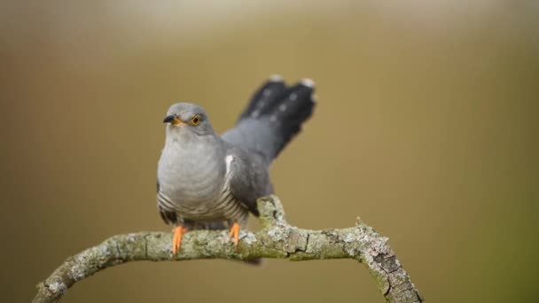 一般的なカッコウの鳥を閉じます — ストック動画