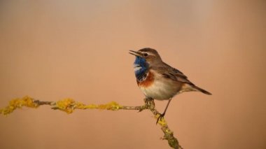 Bluethroat kuşu yaklaş. ( Luscinia svecica )