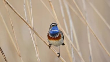 Bluethroat kuşu yaklaş. ( Luscinia svecica )
