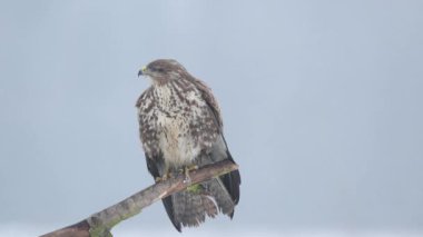 Kış manzarasında kaba bacaklı akbaba (Buteo lagopus)