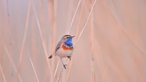 Uccello Dalla Gola Azzurra Vicino Luscinia Svecica — Video Stock