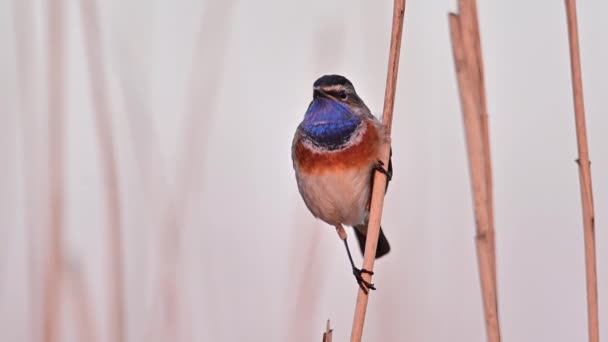 Bluethroat Vogel Van Dichtbij Luscinia Svecica — Stockvideo