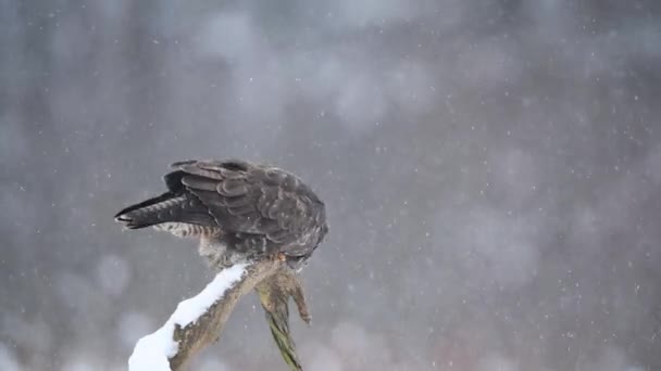 Kış Manzarasında Kaba Bacaklı Akbaba Buteo Lagopus — Stok video
