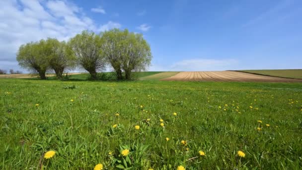 Beautiful Spring Day Dandelions Willow Trees — Stock video