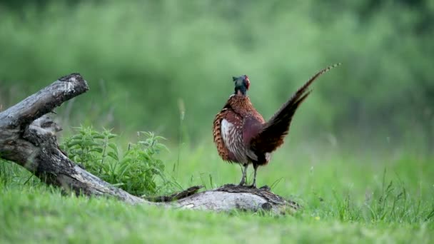 Ringneck Pheasant Phasianus Colchicus Male — Stock Video