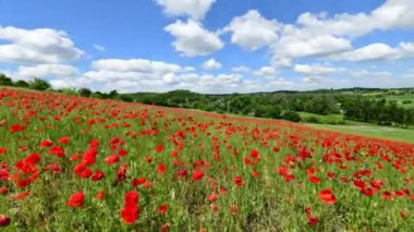 Kırmızı gelincik tarlasında güzel bir gün