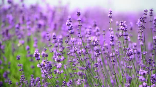 Lavendelblüten Sonnigen Sommertagen Blumen Aus Nächster Nähe — Stockvideo
