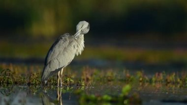 Gri balıkçıl (Ardea cinerea) kapat
