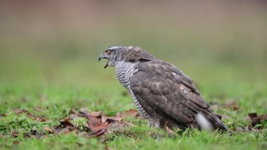 Kış manzarasında kaba bacaklı akbaba (Buteo lagopus)