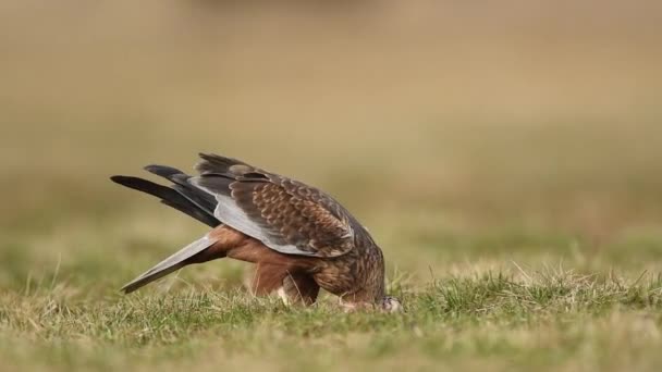 Western Marsh Harrier Bird Circus Aeruginosus — Stock Video