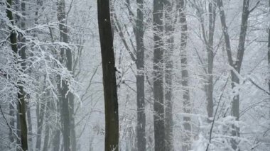 Ormanda güzel bir kış günü - hava çekimi
