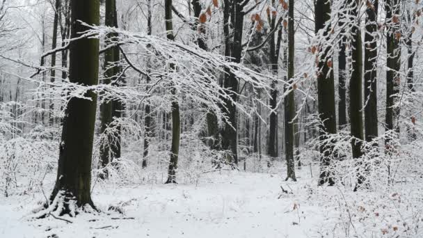 Schöner Wintertag Wald Luftaufnahme — Stockvideo