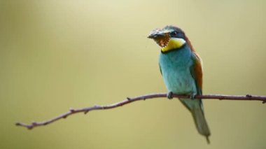 Avrupa arı yiyen kuşu (Merops apiaster)