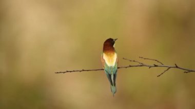 Avrupa arı yiyen kuşu (Merops apiaster)