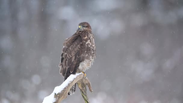 Goshawk Del Norte Accipiter Gentilis Cerca — Vídeo de stock