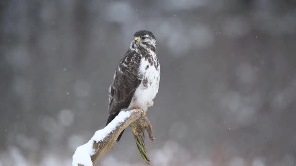 Buitre Común Buteo Buteo Cerca — Vídeo de stock