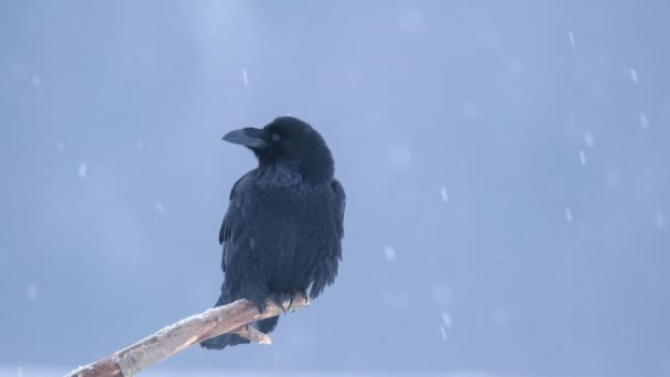 Κοράκι Corvus Corax Κοντινό — Αρχείο Βίντεο