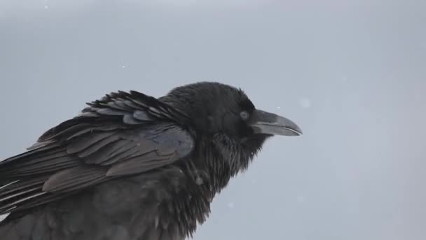 Cuervo Corvus Corax Cerca — Vídeos de Stock