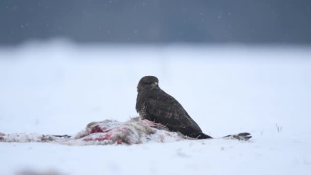 Buitre Común Buteo Buteo Cerca — Vídeo de stock