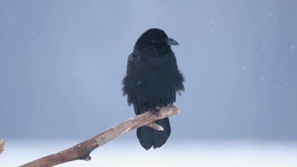 Κοράκι Corvus Corax Κοντινό — Αρχείο Βίντεο