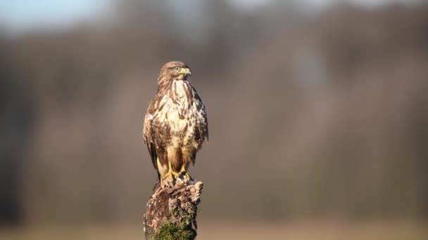 Yaygın Akbaba Buteo Buteo Kapat — Stok video