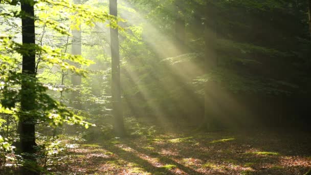 Прекрасне Сонячне Світло Лісі Повітряний Постріл — стокове відео