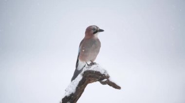 Jay kuşu - Garrulus glandarius