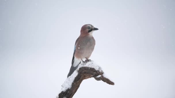 Jay Pájaro Garrulus Glandarius — Vídeos de Stock