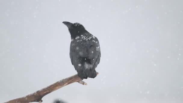 Corvo Corvus Corax Ramo — Vídeo de Stock