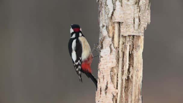 Great Spotted Woodpecker Denrocopos Major — Stock Video