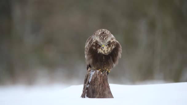 Buitre Común Buteo Buteo Cerca — Vídeo de stock