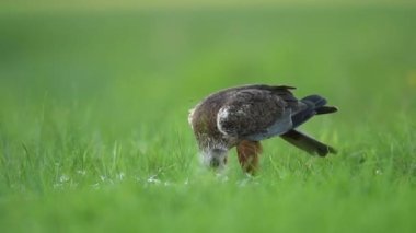 Yaygın akbaba (Buteo buteo) kapat.