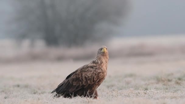 Seeadler Haliaeetus Albicilla — Stockvideo