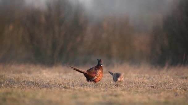 Bażant Pręgowany Phasianus Colchicus Męski Żeński — Wideo stockowe