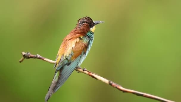 Abelha Europeia Merops Apiaster — Vídeo de Stock