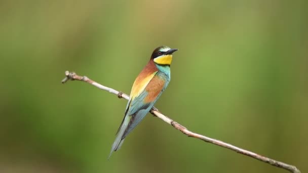 Abelha Europeia Merops Apiaster — Vídeo de Stock