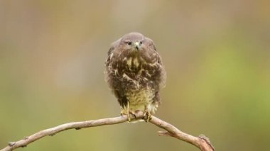 Yaygın akbaba (Buteo buteo) kapat.