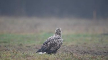Beyaz kuyruklu kartal (Haliaeetus albicilla )