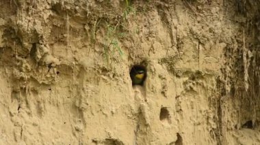 Avrupa arı yiyici (Merops apiaster))