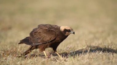 Batı bataklık harrier kuşu (Circus aeruginosus )