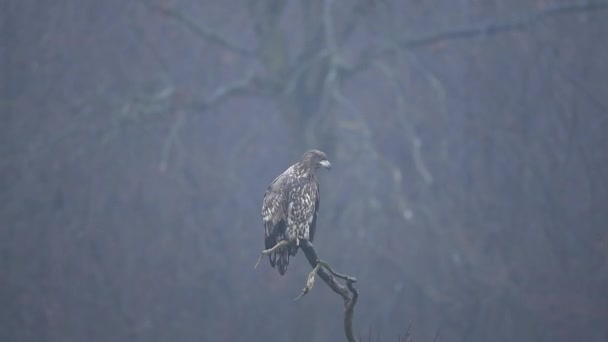 White Tailed Eagle Haliaeetus Albicilla — Stock Video