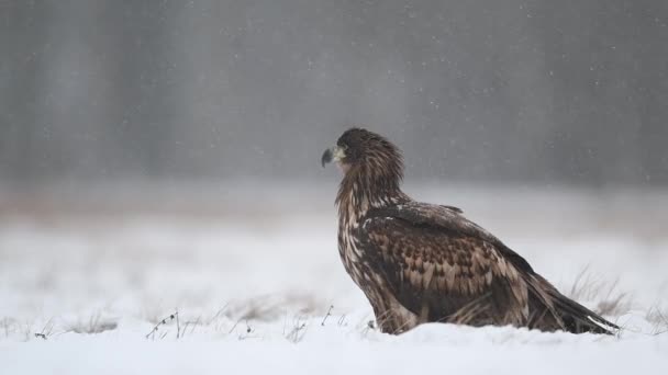 Águila Cola Blanca Haliaeetus Albicilla — Vídeo de stock