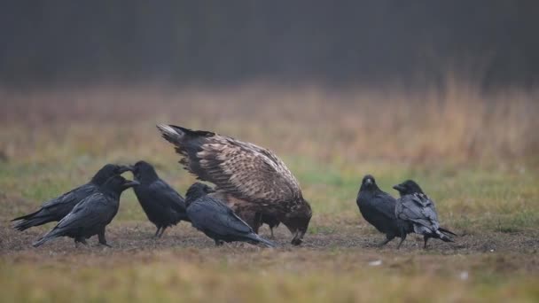 Águia Cauda Branca Haliaeetus Albicilla — Vídeo de Stock