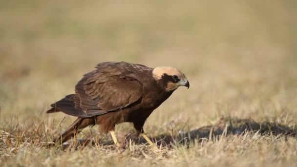 Batı Bataklık Harrier Kuşu Circus Aeruginosus — Stok video