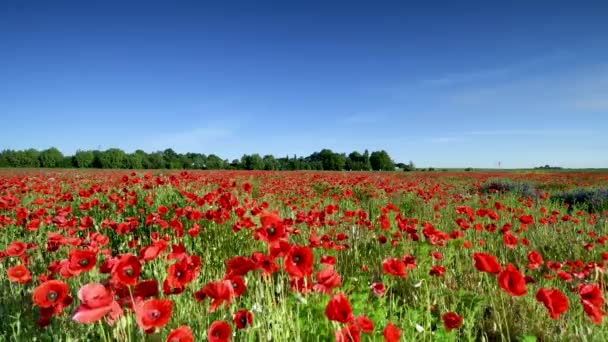 Mooie Dag Boven Rood Papaverveld — Stockvideo