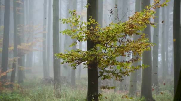 Outono Nas Filmagens Aéreas Floresta — Vídeo de Stock